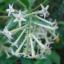 Nocturnum Flower Seeds for Planting | Heirloom Non-GMO High Germination Organic Garden Seeds