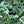 Fruit Seeds,Garden seeds, Seeds For Planting,Plant Seeds