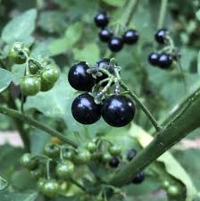 Fruit Seeds,Garden seeds, Seeds For Planting,Plant Seeds