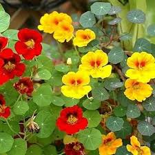 Nasturtium Flower Seeds for Planting – Heirloom, Non-GMO, Garden Favorite Organic Garden Seeds