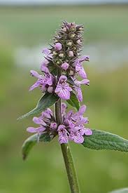 Purple Marsh Woundwort Flower Seeds for Planting – Seasonal Bloomer, Heirloom, Non-GMO, High Germination Organic Garden Seeds