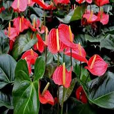 Anthurium Red Flower Seeds for Planting – Heirloom, Non-GMO, High Germination Organic Garden Seeds for Home Garden