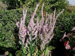 Heirloom Suworowii Flower Seeds – Non-GMO, High Germination Organic Garden Seeds