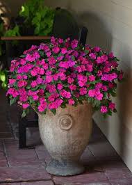 Heirloom Impatiens Flower Seeds – Non-GMO, High Germination Organic Garden Seeds