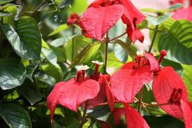 Philippica Flower Seeds for Planting Heirloom Non-GMO High Germination Organic Garden Seeds