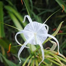 Hymenocallis Flower Seeds for Planting – Shade Tolerant, Heirloom, Non-GMO, Organic Garden Seeds