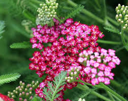 Heirloom Yarrow Achillea Flower Seeds for Planting – Colorful Display, Non-GMO, Organic Garden Seeds