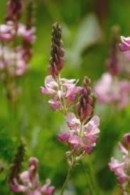 Sainfoin Flower Seeds for Planting – Heirloom Non-GMO, High Germination, Sun Loving