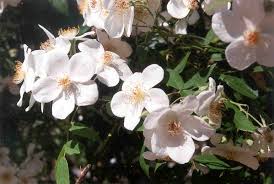 Brunonii Flower Seeds – Heirloom, Non-GMO, Shade-Tolerant Organic Garden Seeds for Planting