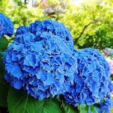 Deep Blue Hydrangea Flower Seeds for Planting | Heirloom Non-GMO High Germination Organic Garden Seeds