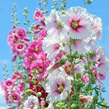 Mixed Danish Hollyhock Flower Seeds for Planting - Hardy Variety, Heirloom & GMO Free Seeds for Home Garden Non-GMO