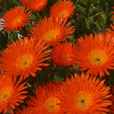 Orange Ice Plant Flower Seeds for Planting – Heirloom, Non-GMO, Compact Growth Organic Garden Seeds