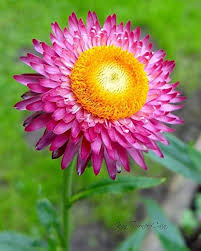 Heirloom Strawflower Seeds for Planting – Sun Loving, Non-GMO, High Germination Organic Garden Seeds