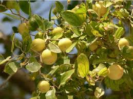 Fruit Seeds,Garden seeds, Seeds For Planting,Plant Seeds