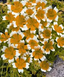 Limnanthes Flower Seeds for Planting – Heirloom, Non-GMO, High Germination Organic Garden Seeds