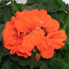 Geraniaceae Flower Seeds for Planting – Vibrant Colors Heirloom Non-GMO Organic Garden Seeds