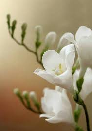 White Freesia Flower Seeds for Planting – Heirloom, Non-GMO, Vibrant Organic Garden Seeds