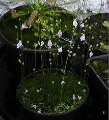 Utricularia Arenaria Flower Seeds for Planting – Heirloom, Non-GMO, High Germination Organic Garden Seeds