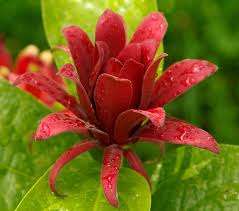 Red Carolina Allspice Flower Seeds for Planting | Heirloom Non-GMO High Germination
