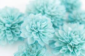 Sky Blue &amp; White Chrysanthemum Flower Seeds for Planting – Cottage Garden Heirloom, Non-GMO, High Germination Garden Seeds