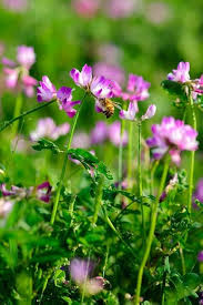 Astragalus Sinicus Flower Seeds for Planting – Vibrant Colors, Heirloom, Non-GMO, High Germination