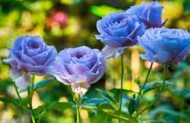 Sky Blue Rose Flower Seeds for Planting – Seasonal Bloomer Heirloom Non-GMO Organic Garden Seeds