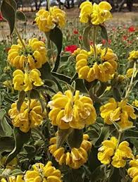 Yellow Jerusalem Sage Flower Seeds for Planting – Heirloom, Non-GMO, Hardy Organic Garden Seeds