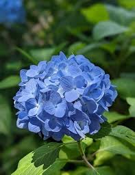 Deep Blue Hydrangea Flower Seeds for Planting – Heirloom, Non-GMO Premium Quality Organic Garden Seeds