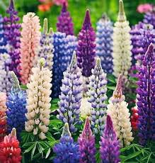 Russell Lupine Flower Seeds for Planting – Heirloom, Non-GMO, Cottage Garden Essential, High Germination