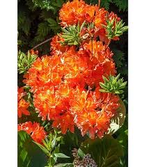 Rhododendron Flower Seeds for Planting – Heirloom, Non-GMO, Organic Garden Seeds