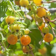 Fruit Seeds,Garden seeds, Seeds For Planting,Plant Seeds