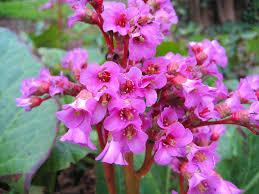 Pink Bergenia Flower Seeds for Planting – Heirloom, Non-GMO, High Germination Organic Garden Seeds