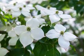 Cornus Flower Seeds for Planting – Heirloom, Non-GMO Low Maintenance, High Germination Seeds