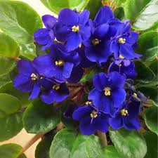 Violet Flower Seeds for Planting – Heirloom Non-GMO Seeds, High Germination for Organic Gardens