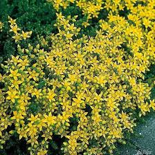 Mauerpfeffer Flower Seeds for Planting – Hardy Variety, Heirloom, Non-GMO, Organic Garden Seeds