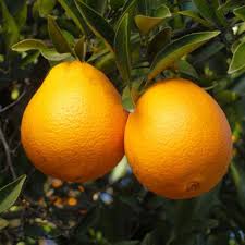 Orange Lemon Tree Seeds for Planting – Heirloom Non-GMO High Germination Organic Garden Seeds