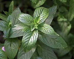 Mint Mentha Seeds for Planting – Heirloom, Non-GMO, High Germination Organic Garden Seeds