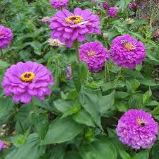 Lavender Zinnia Flower Seeds for Planting – Heirloom, Non-GMO, Seasonal Bloomer Organic Garden Seeds