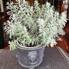 Lavender Flower Seeds for Planting – Heirloom, Non-GMO, High Germination Organic Garden Seeds