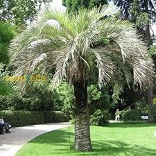 Green Piccabeen plant seeds for planting – Heirloom & Non-GMO garden seeds, ornamental palm for lush landscapes