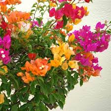 Heirloom Bougainvillea Flower Seeds for Planting – Non-GMO High Germination Organic Garden Seeds