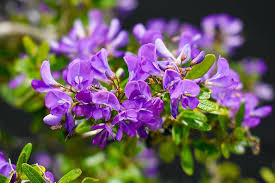 Bell Flower Seeds for Planting | Cottage Garden Essential Heirloom Non-GMO High Germination Organic Garden Seeds