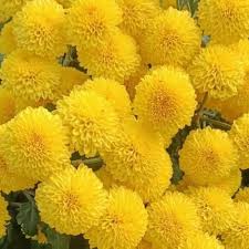 Yellow Chrysanthemum Flower Seeds for Planting – Heirloom, Non-GMO, Hardy Variety Organic Garden Seeds
