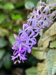 Purple Sandpaper Vine (Petrea Volubilis) Flower Seeds for Planting - Cottage Garden Essential, Heirloom &amp; Non-GMO Seeds for Home Garden