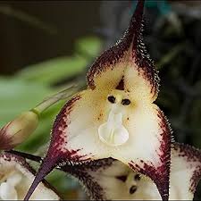 Monkey Orchid Flower Seeds for Planting – Heirloom, Non-GMO, Low Maintenance Organic Garden Seeds