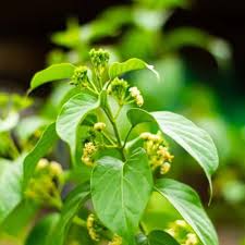 Gymnema Inodorum Flower Seeds for Planting – Fragrant Blossoms, Heirloom & Non-GMO Seeds