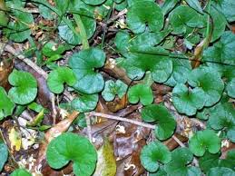 Heirloom Dichondra Flower Seeds for Planting – Vibrant Colors, Non-GMO, High Germination Organic Garden Seeds