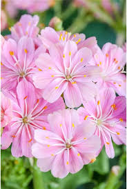 Pink Lewisia Flower Seeds for Planting – Heirloom, Non-GMO, Organic Cut-Flower Garden Seeds