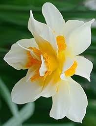 White Yellow Double Narcissus Seeds for Planting – Premium Quality Heirloom Non-GMO Organic Garden Seeds