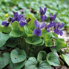 Viola Odorata Flower Seeds for Planting – Heirloom Non-GMO, High Germination Organic Garden Seeds